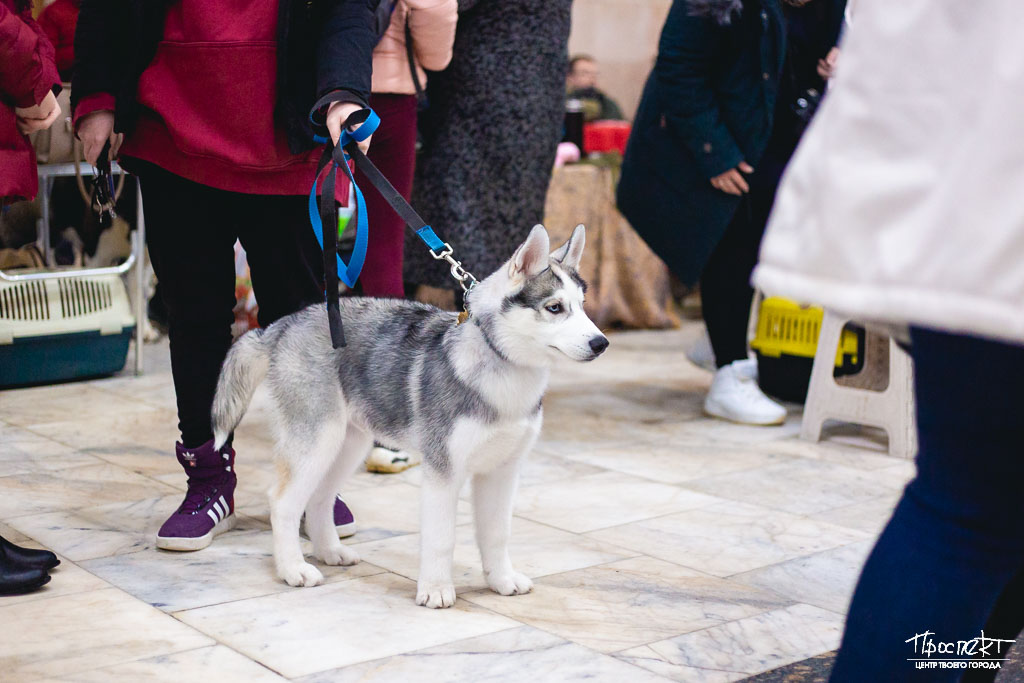 ZOOпортал.pro :: Выставка собак всех пород ранга САС г. Ковров "ЗИМА В КОВРОВЕ - 2020"